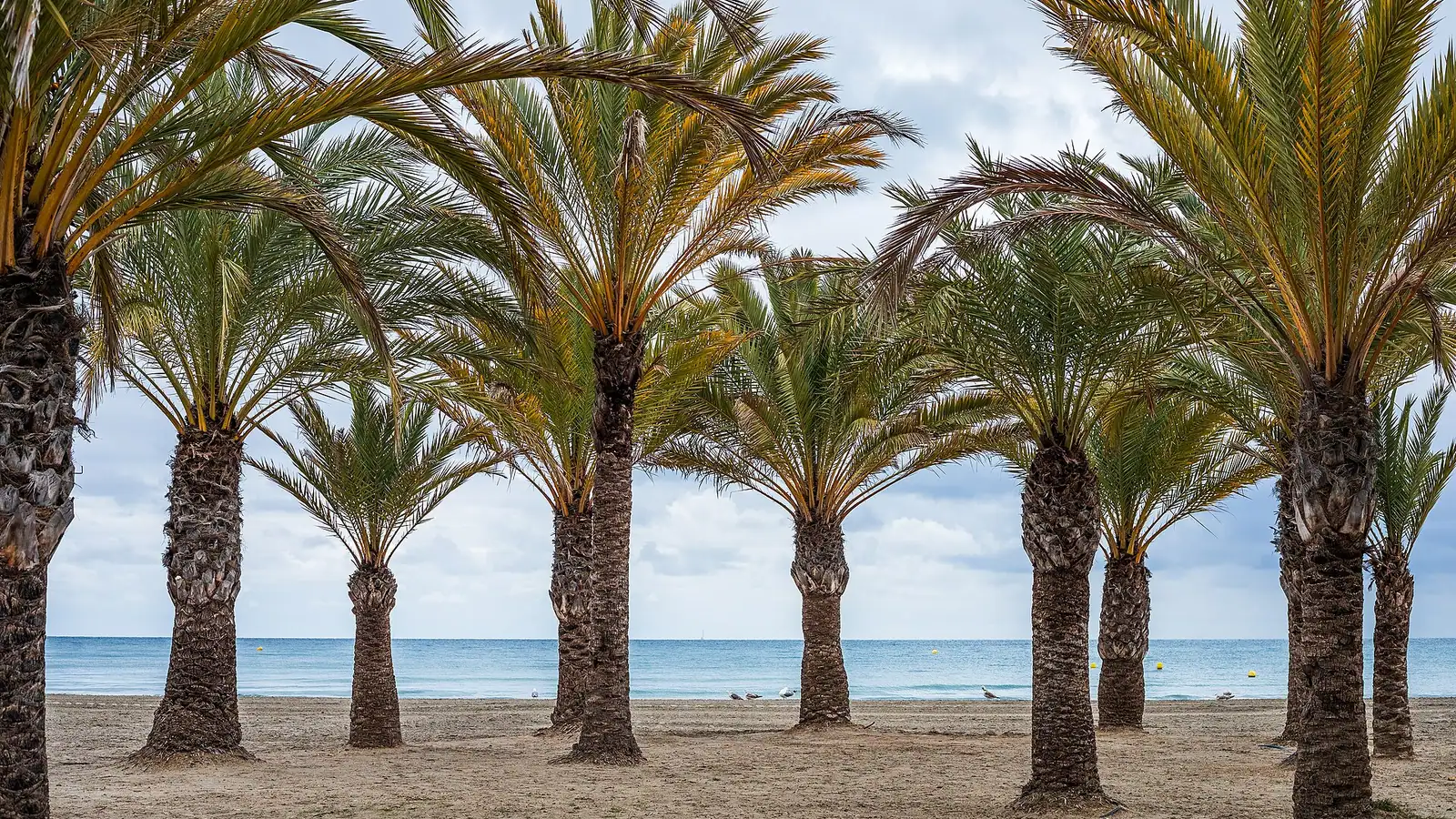 Santa Pola – Palms in Playa de Levante beach in Santa Pola, Alicante, Spain in 2022 January.